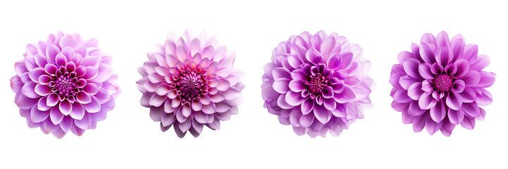 Set of Purple flower isolated on a transparent background