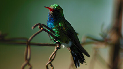 hummingbird on a branch