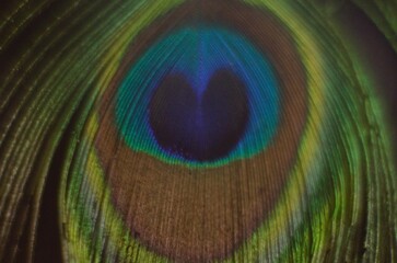 peacock feather close up