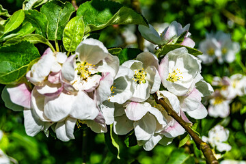 Photography on theme beautiful fruit branch apple tree with natural leaves under clean sky