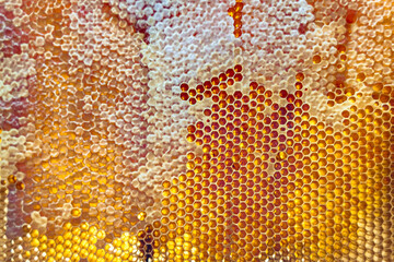 Drop of bee honey drip from hexagonal honeycombs filled with golden nectar