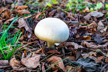 Photography to theme large beautiful poisonous mushroom in forest on leaves background