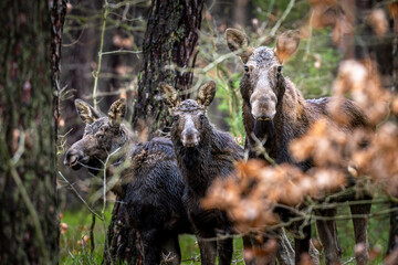 Moose, Alces alces, in the pine forest. Kampinos National Park, Poland.