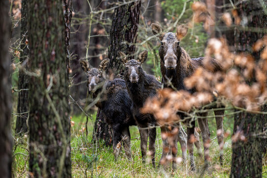 Moose, Alces alces, in the pine forest. Kampinos National Park, Poland.