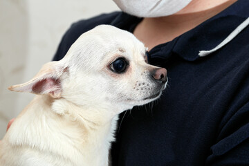 Man hold small dog in his arms. Found a stray dog. The pet was brought to the doctor. Shivers....