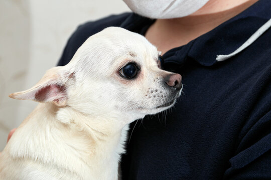Man hold small dog in his arms. Found a stray dog. The pet was brought to the doctor. Shivers. Closeup. Large ears, short smooth coat. Waiting for vaccination. Volunteer assistance. Frightened animal - Powered by Adobe