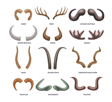 Set of different types of animal horn types for poster education, diagram, infographic or school, isolated on white background with bighorn, sheep, bison, buffalo, deer, antler vector illustration.
