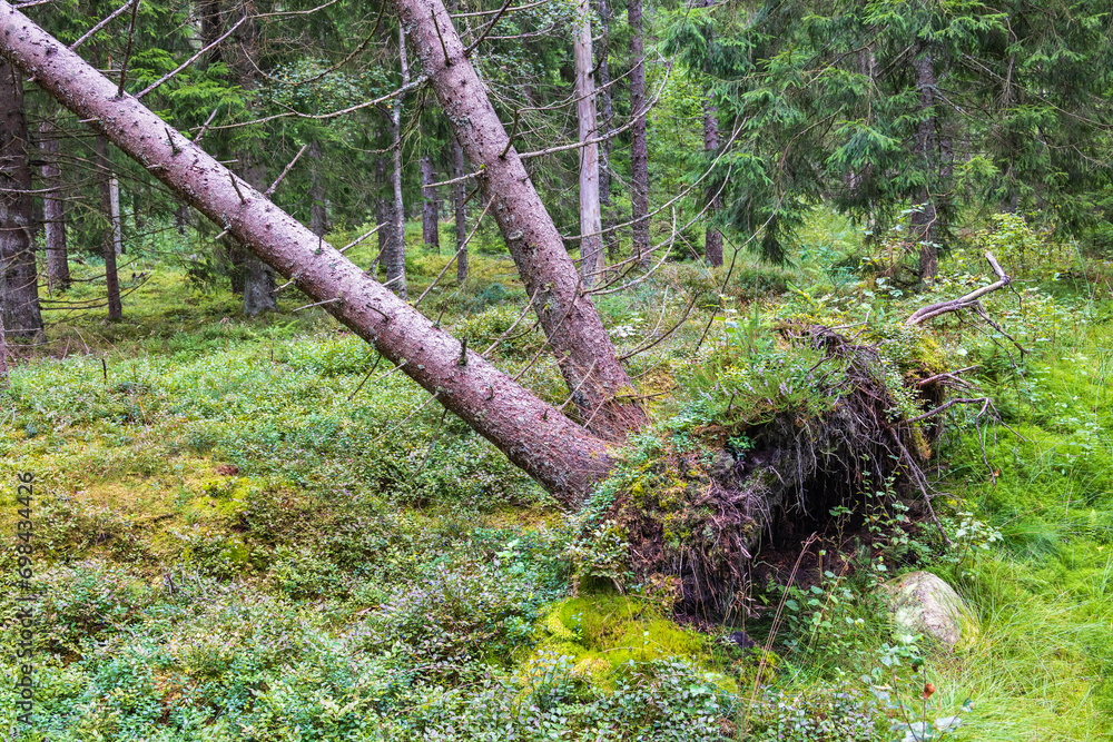 Wall mural Upproted tree in a spruce forest