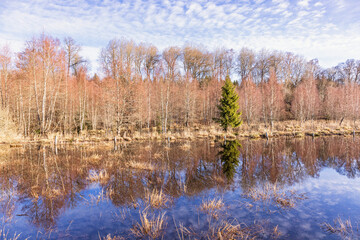 Single spruce tree by the lakeshore in early spring