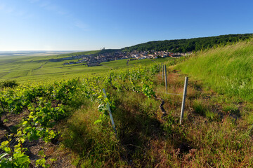 Verzenay Vineyard in the Reims mountain Regional Nature Park