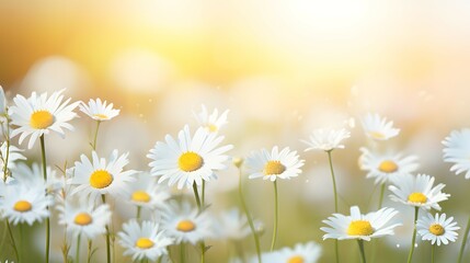 Fototapeta na wymiar Sunlit Daisy Meadow: Radiant Blooms at Golden Hour