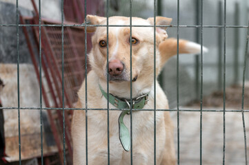 Dog waiting for adoption in animal shelter. Homeless dog in the shelter.