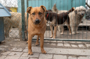 Dog waiting for adoption in animal shelter. Homeless dog in the shelter.