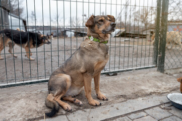 Dog waiting for adoption in animal shelter. Homeless dog in the shelter.