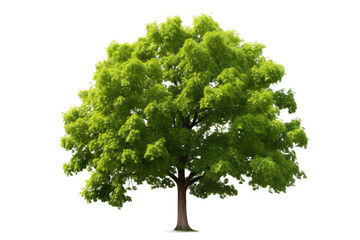 Maple Tree On Transparent Background