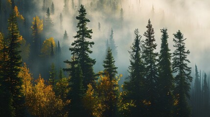 the land of pine trees, rain forest, mist, autumn fog, white spruce, tree wallpaper, dark yellow...