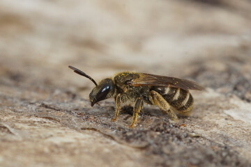 Closeup on a small female Bronze furrow bee, Halictus tumulorum on a piece of wood in the garden