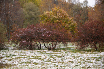 Autumn trees with colorful leaves and white snow