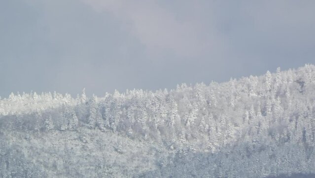 樹氷の山