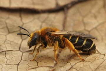 Closeup on a female Orange legged furrow bee, Halictus rubicundus sitting on dried leaf
