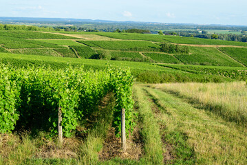 Fototapeta na wymiar The green vineyards in Europe, in France, in Burgundy, in Nievre, in Pouilly sur Loire, towards Nevers, in summer, on a sunny day.