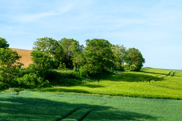 Wheat fields in the countryside in Europe, in France, in Burgundy, in Nievre, towards Clamecy, in Spring, on a sunny day.