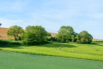 Wheat fields in the countryside in Europe, in France, in Burgundy, in Nievre, towards Clamecy, in Spring, on a sunny day.