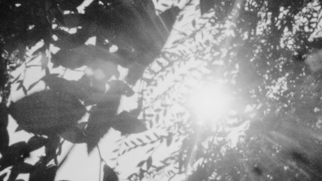 Sun flare through trees in 16mm black and white footage.