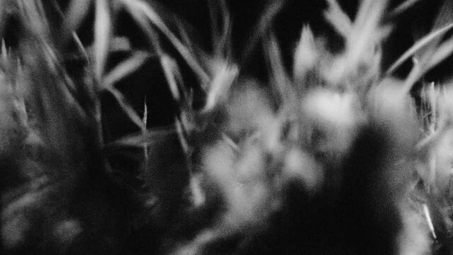 Light moving across grass in 16mm black and white film.