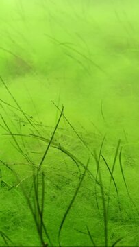 Vertical video, Seabed covered with thick layer of fluffy Green Algae (Cladophora sp) with Dwarf Eelgrass (Zostera noltii), Slow motion