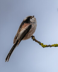 Closeup of a Long-tailed tit perched on a tree branch
