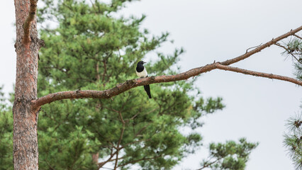 A Eurasian magpie resting on a tree branch. common magpie, Pica pica