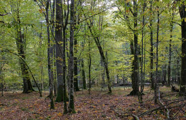 Autumnal deciduous stand with rotting wood