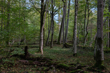 Autumnal deciduous stand with rotting wood