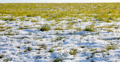 tufts of green grass emerging from there in the snow during the thaw