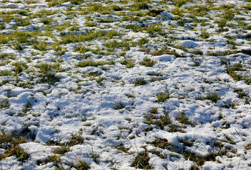 Obraz na płótnie Canvas green grass sprouting under the layer of snow that melts due to the anomalously high temperatures in winter