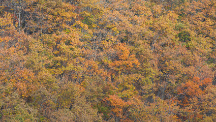 Autumn mountain landscape - colorful maple leaves