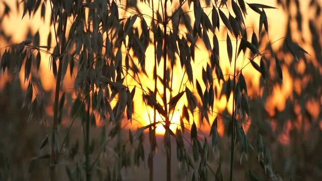 Oat field. Ripe oat ears at sunset. Scenic summer landscape. Oat - Avena sativa. Organic agriculture harvesting agribusiness concept. Slow motion, close-up