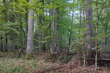 Obraz premium Old natural deciduous stand with oak trees