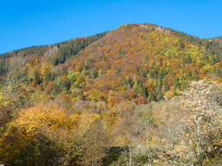 mountain view with trees with red yellow and orange leaves in autumn season