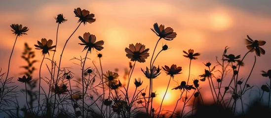 Fotobehang flower silhouettes against a sunset backdrop © AkuAku