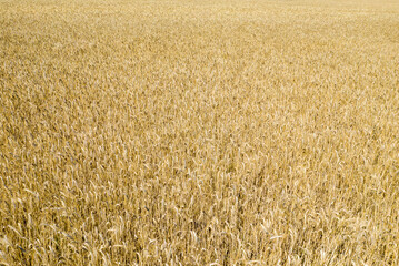A wheat field in Europe, in France, in Burgundy, in Nievre, towards Nevers, in summer, on a sunny day.