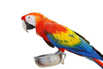 Scarlet Macaw parrot isolated on white background with clipping path.