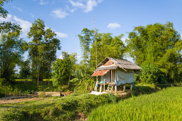 A villager s house in the middle of green rice fields , Asia, Vietnam, Tonkin, Dien Bien Phu, in summer, on a sunny day.