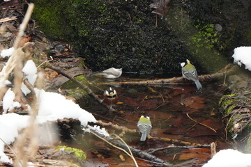 水浴びの順番をまつカラ類の混群