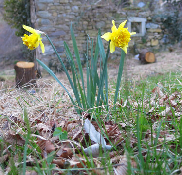 two large bloomed yellow daffodil flowers in spring near the stable