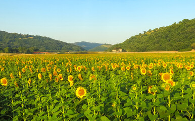 field of yellow sunflower flowers from which oil is obtained for the production and preservation of...