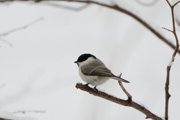 木の枝に止まるハシブトガラ