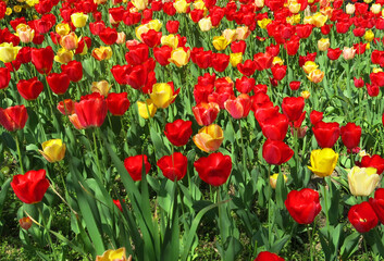 tulip flowers of red and yellow color in the flowerbed bloomed in spring