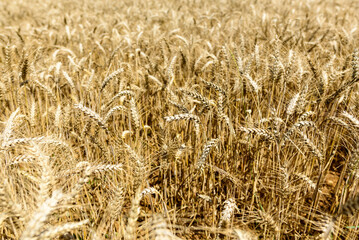 A wheat field in the green countryside in Europe, France, Burgundy, Nievre, towards Chateau Chinon, in summer on a sunny day.
